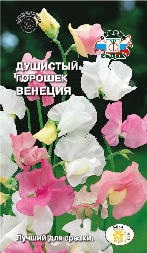 Душистый горошек Венеция