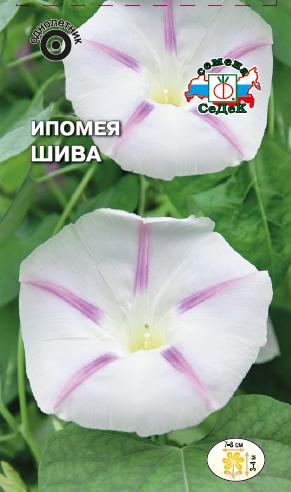 Ипомея Шива