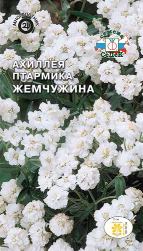 Ахиллея птармика Жемчужина