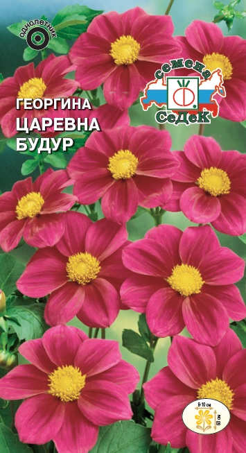 Георгина Царевна Будур