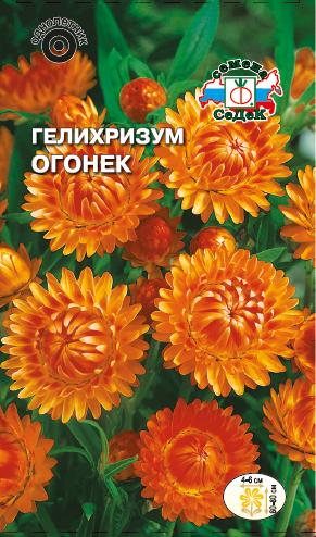 Гелихризум Огонек