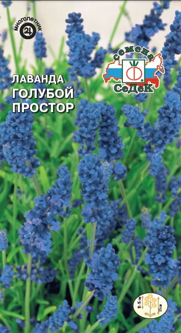 Лаванда Голубой простор