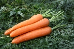 Огородный конвейер. Морковь. Шантенэ ты моя, Шантенэ…