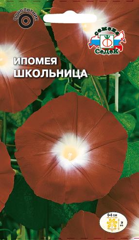 Ипомея Школьница