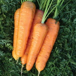 Морковь Малика - профессиональные семена