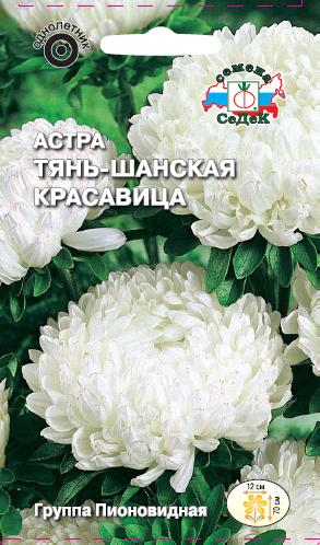 Астра Тянь-Шаньская Красавица