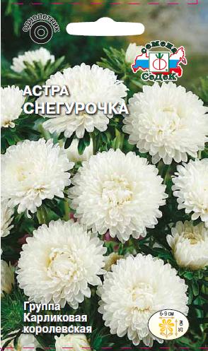 Астра Снегурочка королевская