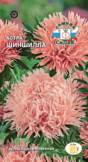 Астра Шиншила
