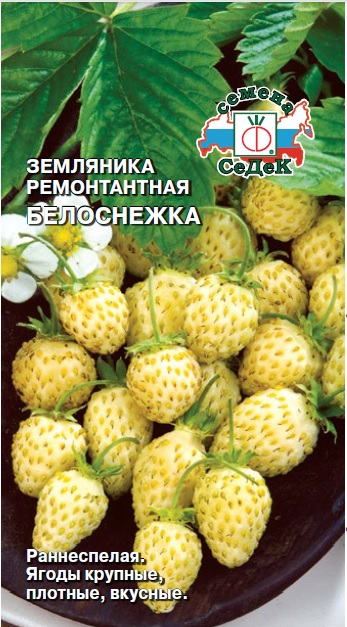 Земляника Белоснежка
