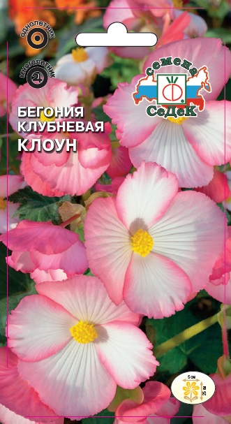 Бегония Клоун клубневая