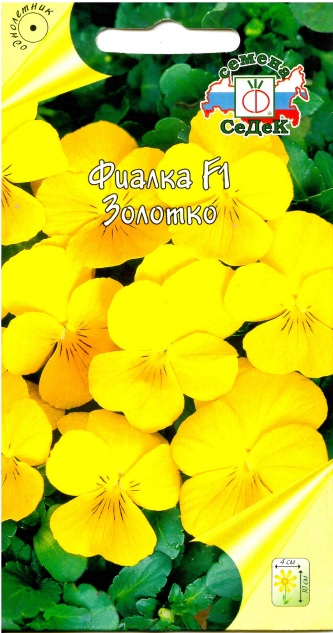 Фиалка Золотко