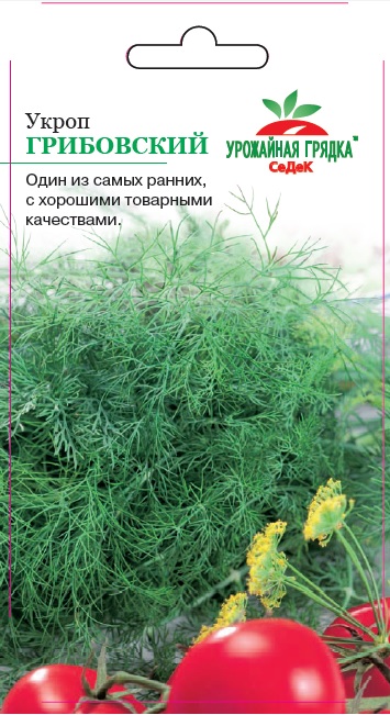 Укроп Грибовский