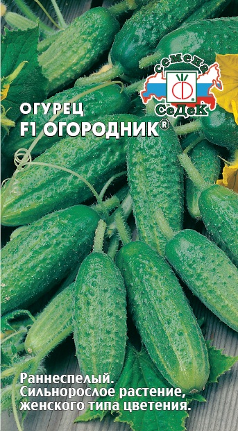 Сорт огурцов Форсаж