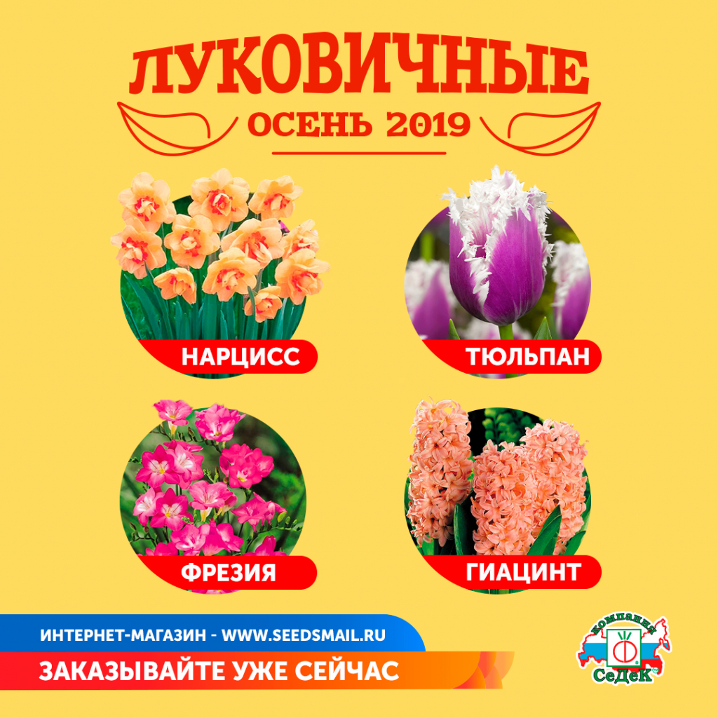 Семена И Луковицы Цветов Купить В Москве