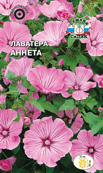 Лаватера Аннета