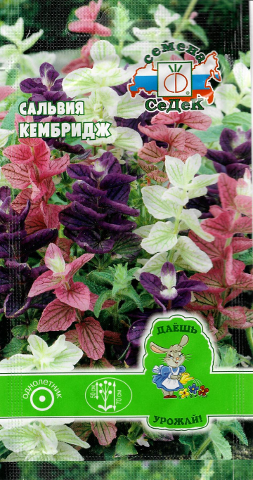 Сальвия Кембридж