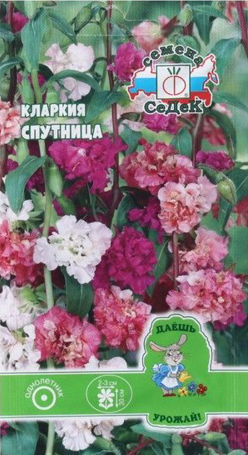 Кларкия Спутница (низкорослая смесь)