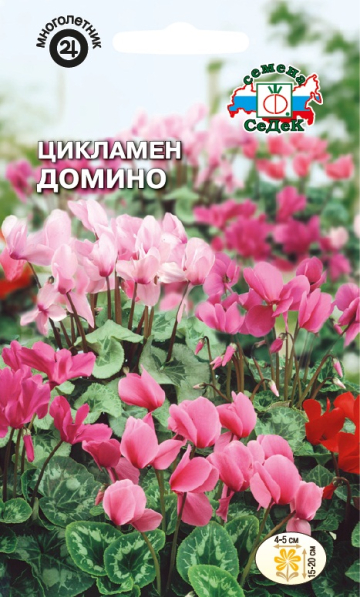 Цикламен Домино (персидский, смесь цветов пастельных тонов)