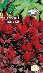 Целозия Шанхай