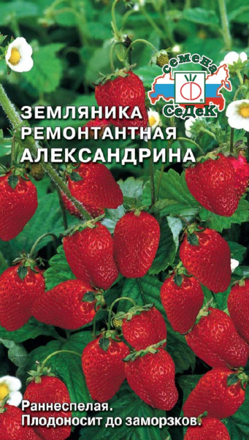 Земляника Александрина (ремонтантная)