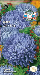 Астра Шанель (пионовидная, сиребристо-сиреневая)