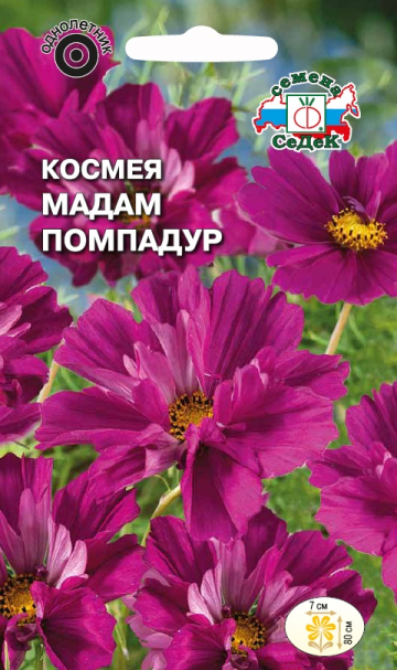 Космея Мадам Помпадур
