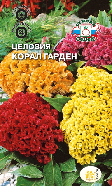 Целозия Корал Гарден