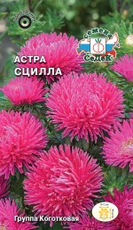 Астра Сцилла (художественная, розово-лиловая)