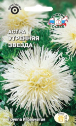 Астра Утренняя Звезда