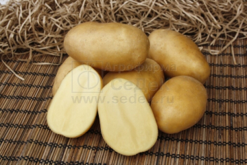 Картофель Импала