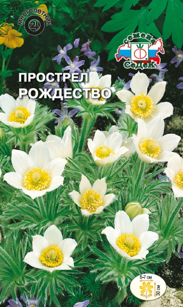 Прострел Рождество