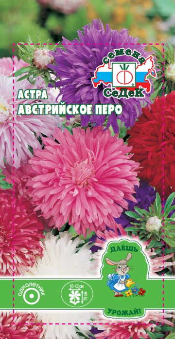 Астра Австрийское перо