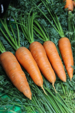Морковь Китайская красавица - профессиональные семена