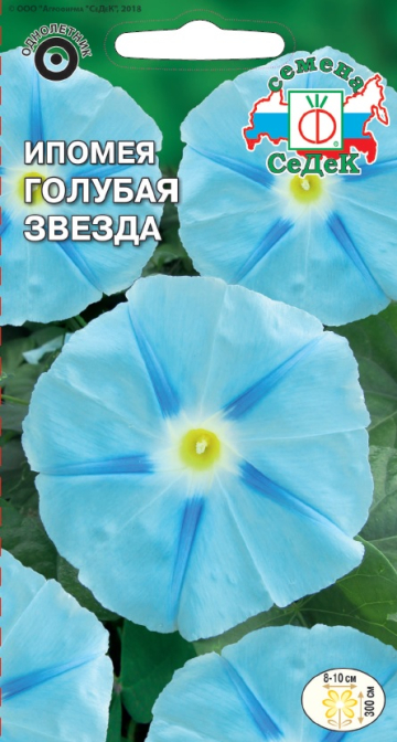 Ипомея Голубая Звезда