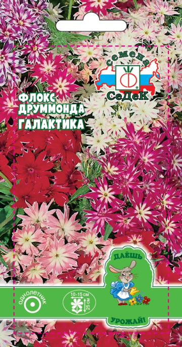 Флокс Друммонда Галактика (ДУ)