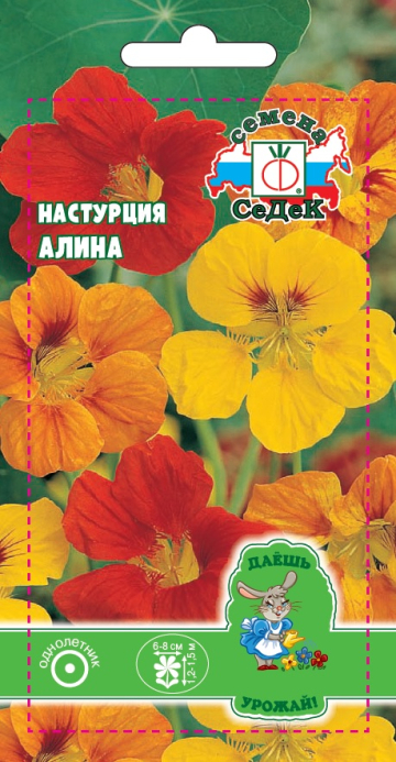 Настурция Алина