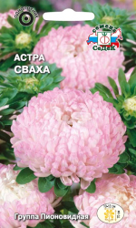 Астра Сваха