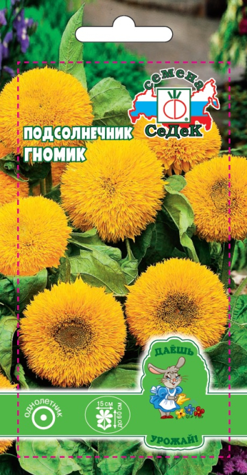 Подсолнечник Гномик (карликовый, высотой 60 см)