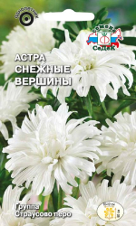 Астра Снежные Вершины