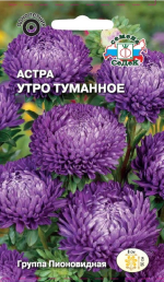 Астра Утро туманное (пионовидная, сиренево-фиол.)