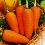 Морковь Шантенэ 2461 - профессиональные семена