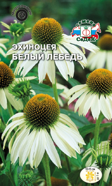 Эхиноцея Белый лебедь