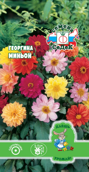 Георгина Миньон (низкорослая смесь цветов)