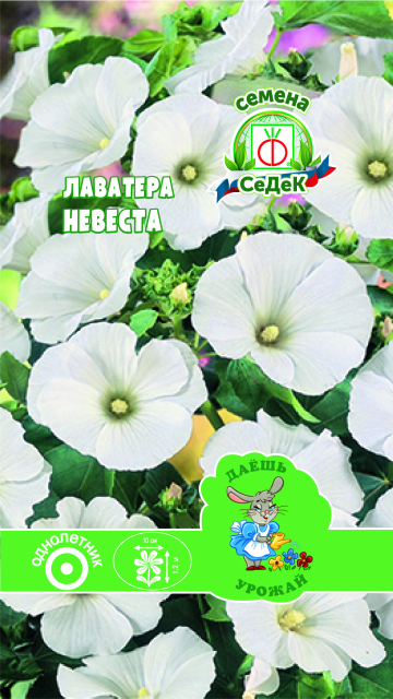 Лаватера Невеста (белая)