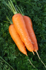 Морковь Крестьянка - профессиональные семена