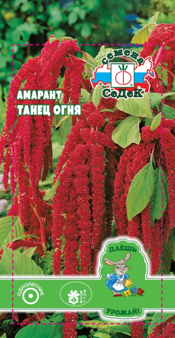 Амарант Танец огня (хвостатый)