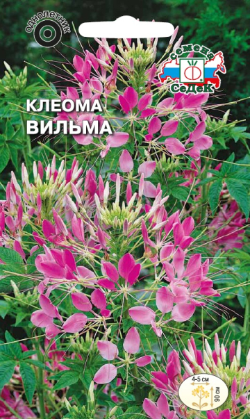 Клеома Вильма