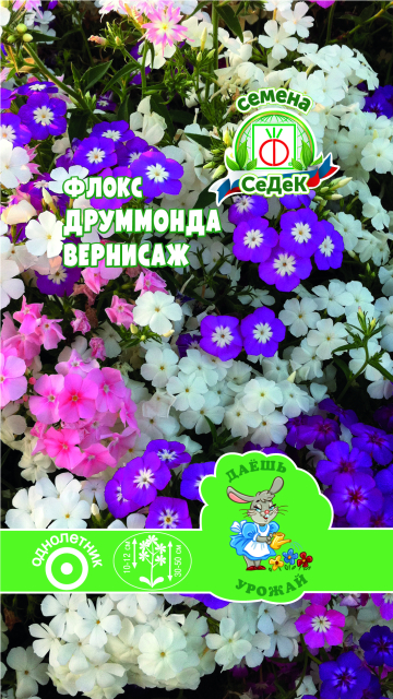 Флокс Друммонда Вернисаж