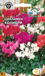 Цикламен Колибри (персидский, смесь цветов, 20 см)