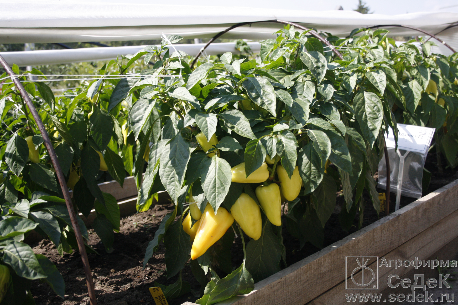 Перец сладкий белые ночи f1. Перец мадонна f1. Перец сладкий ночка f1. Перец сладкий антошка, 0,2г. Перец сладкий белые ночи f1.